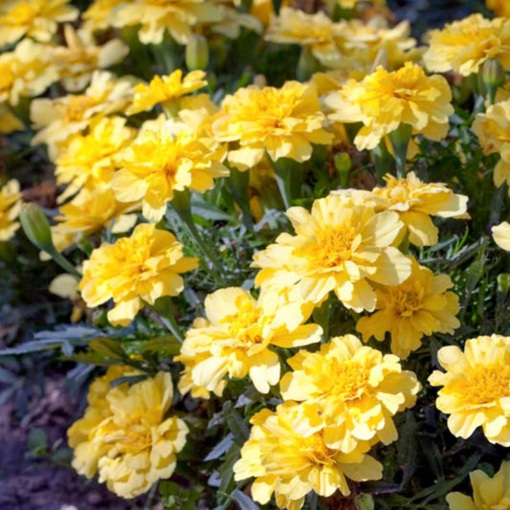 Marigold Columbia Vanilla Cream Seeds - Dwarf, Edible, Open-Pollinating - 25 Seeds - Image 6