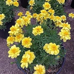 Marigold Columbia Vanilla Cream Seeds - Dwarf, Edible, Open-Pollinating - 25 Seeds - Image 8