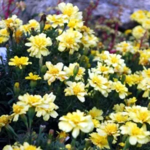 Marigold Columbia Vanilla Cream Seeds - Dwarf, Edible, Open-Pollinating - 25 Seeds - Image 9