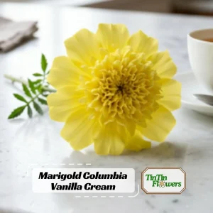 Marigold Columbia Vanilla Cream Seeds - Dwarf, Edible, Open-Pollinating - 25 Seeds - Image 1