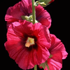 Mars Magic Light Red Hollyhock Seeds - 20 Count, Cold Resistant, Perennial Flower Seeds, Pollinator-Friendly - Image 10