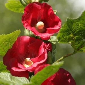 Mars Magic Light Red Hollyhock Seeds - 20 Count, Cold Resistant, Perennial Flower Seeds, Pollinator-Friendly - Image 11