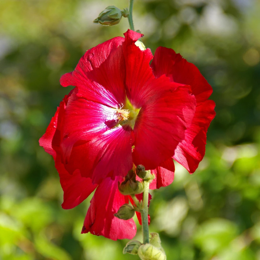 Mars Magic Light Red Hollyhock Seeds - 20 Count, Cold Resistant, Perennial Flower Seeds, Pollinator-Friendly - Image 12