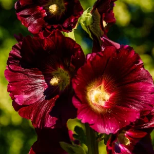 Mars Magic Light Red Hollyhock Seeds - 20 Count, Cold Resistant, Perennial Flower Seeds, Pollinator-Friendly - Image 15