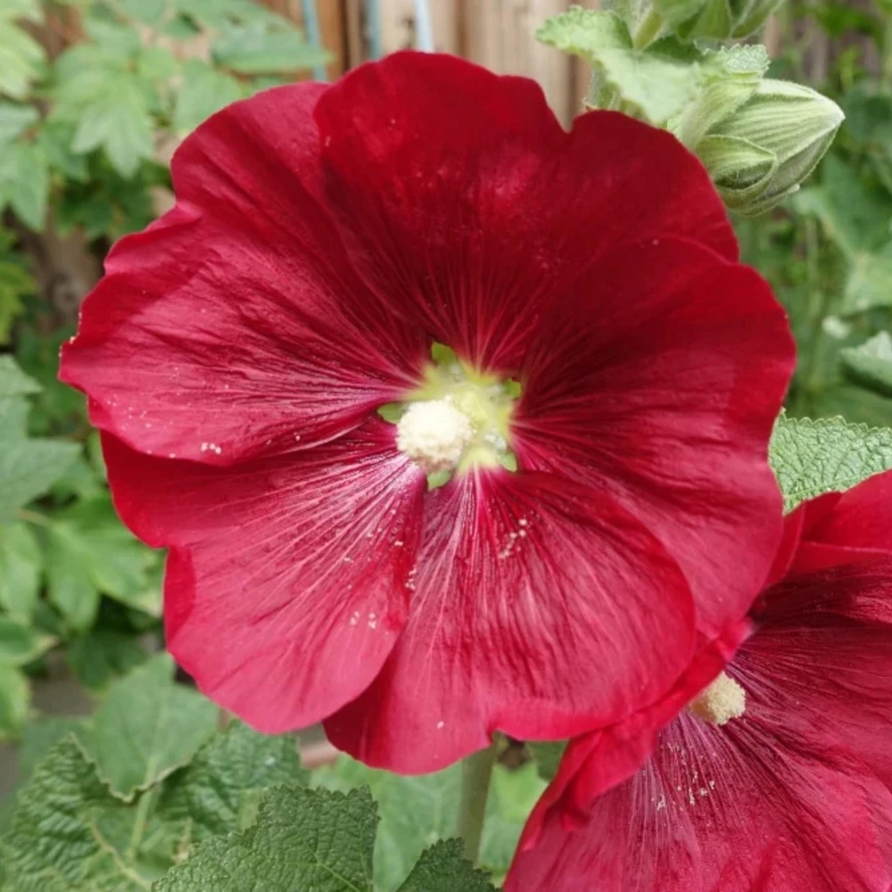 Mars Magic Light Red Hollyhock Seeds - 20 Count, Cold Resistant, Perennial Flower Seeds, Pollinator-Friendly - Image 16