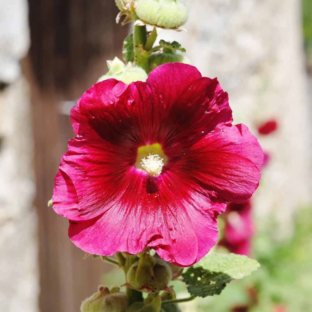 Mars Magic Light Red Hollyhock Seeds - 20 Count, Cold Resistant, Perennial Flower Seeds, Pollinator-Friendly - Image 17