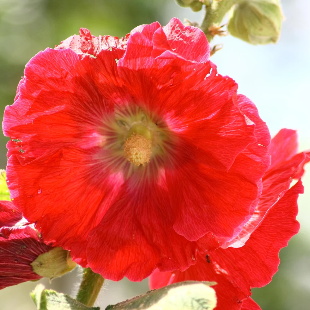 Mars Magic Light Red Hollyhock Seeds - 20 Count, Cold Resistant, Perennial Flower Seeds, Pollinator-Friendly - Image 2