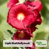 Mars Magic Light Red Hollyhock Seeds - 20 Count, Cold Resistant, Perennial Flower Seeds, Pollinator-Friendly - Image 1