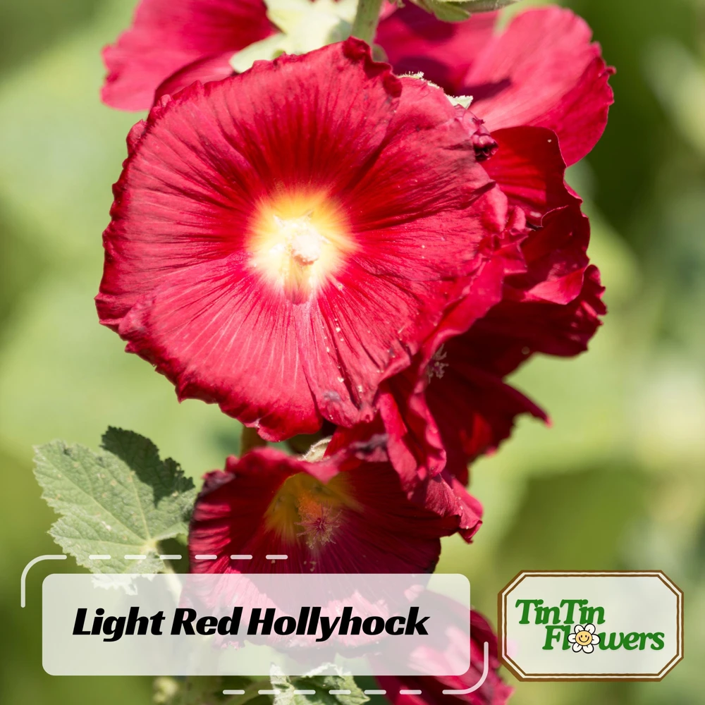Mars Magic Light Red Hollyhock Seeds - 20 Count, Cold Resistant, Perennial Flower Seeds, Pollinator-Friendly - Image 1