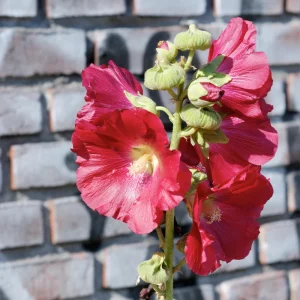 Mars Magic Light Red Hollyhock Seeds - 20 Count, Cold Resistant, Perennial Flower Seeds, Pollinator-Friendly - Image 3