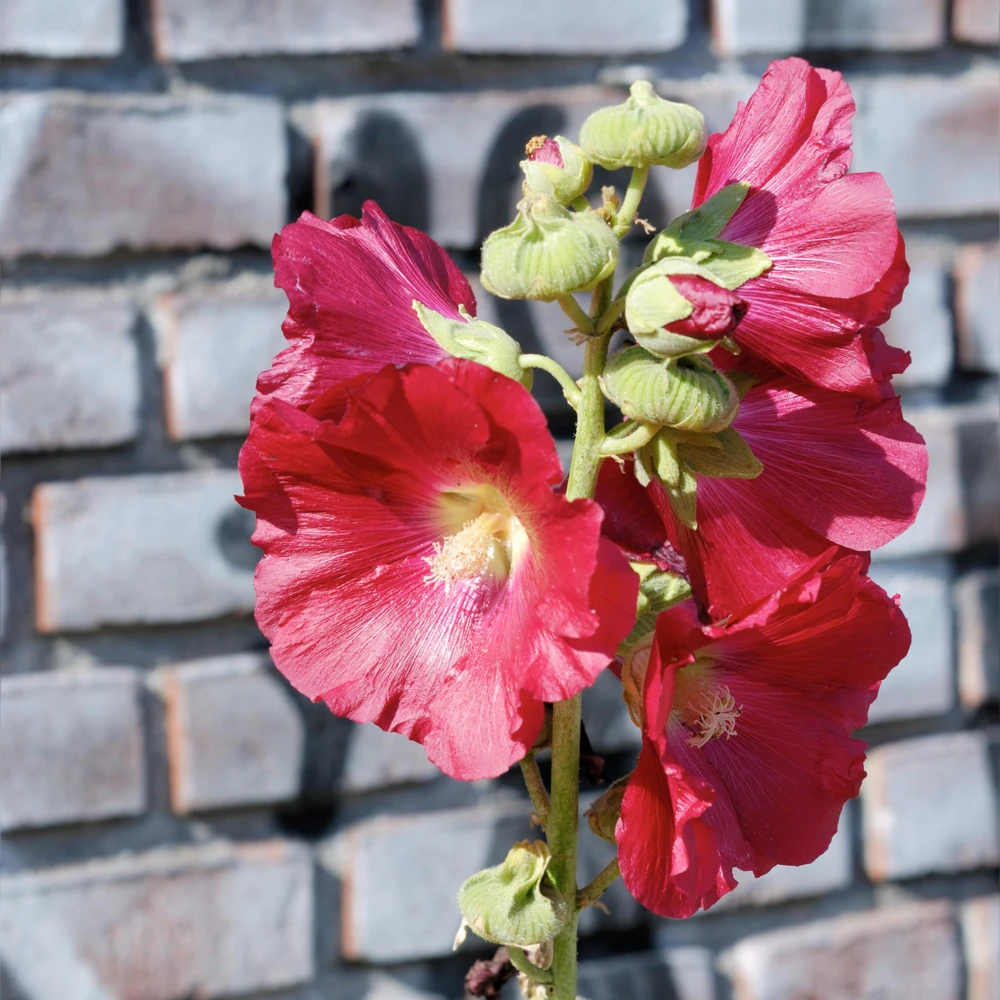 Mars Magic Light Red Hollyhock Seeds - 20 Count, Cold Resistant, Perennial Flower Seeds, Pollinator-Friendly - Image 3