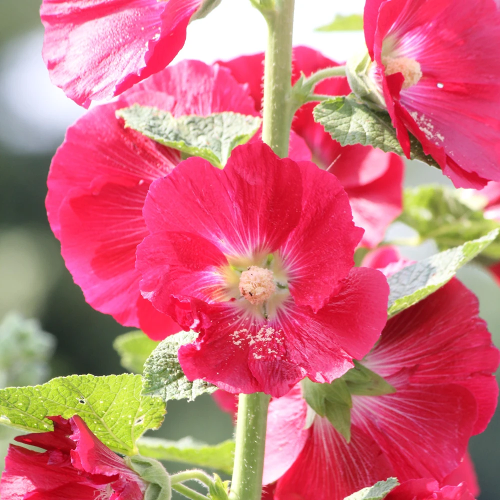 Mars Magic Light Red Hollyhock Seeds - 20 Count, Cold Resistant, Perennial Flower Seeds, Pollinator-Friendly - Image 4
