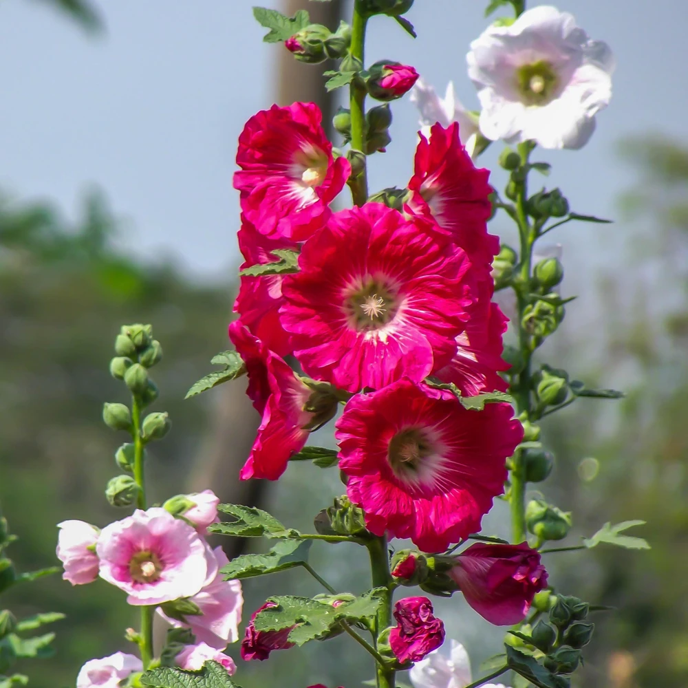 Mars Magic Light Red Hollyhock Seeds - 20 Count, Cold Resistant, Perennial Flower Seeds, Pollinator-Friendly - Image 5