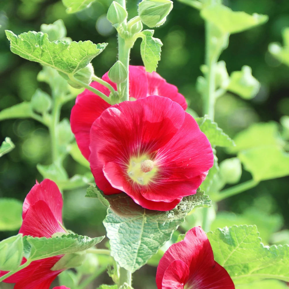 Mars Magic Light Red Hollyhock Seeds - 20 Count, Cold Resistant, Perennial Flower Seeds, Pollinator-Friendly - Image 6