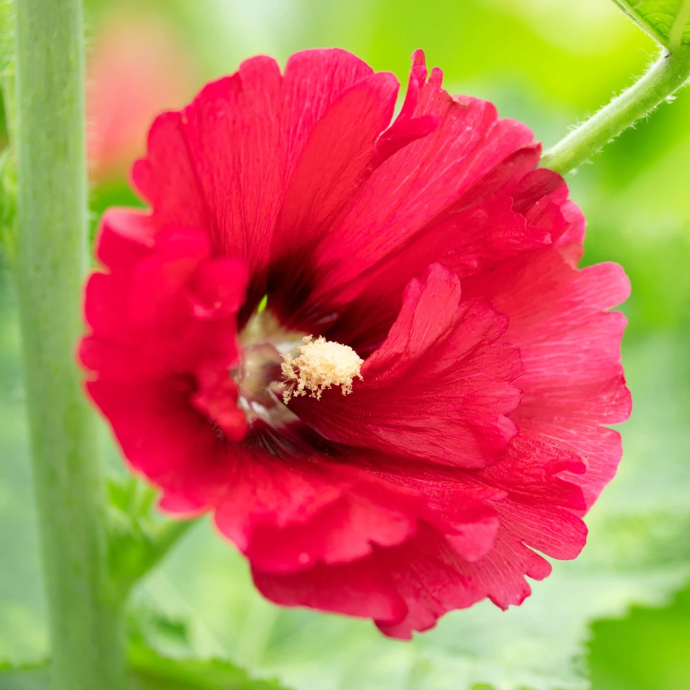 Mars Magic Light Red Hollyhock Seeds - 20 Count, Cold Resistant, Perennial Flower Seeds, Pollinator-Friendly - Image 7