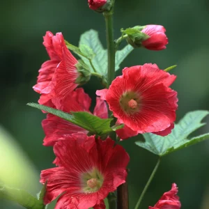 Mars Magic Light Red Hollyhock Seeds - 20 Count, Cold Resistant, Perennial Flower Seeds, Pollinator-Friendly - Image 8