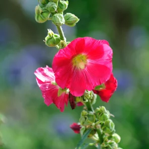 Mars Magic Light Red Hollyhock Seeds - 20 Count, Cold Resistant, Perennial Flower Seeds, Pollinator-Friendly - Image 9