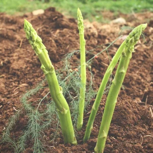 Mary Washington Asparagus Seeds – Heirloom Perennial Vegetable – Cold Hardy – High Yield – 30 Seeds - Image 10