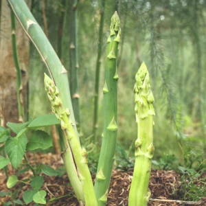 Mary Washington Asparagus Seeds – Heirloom Perennial Vegetable – Cold Hardy – High Yield – 30 Seeds - Image 11