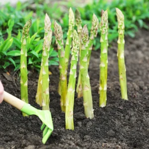 Mary Washington Asparagus Seeds – Heirloom Perennial Vegetable – Cold Hardy – High Yield – 30 Seeds - Image 12