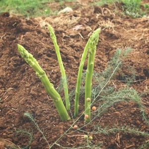 Mary Washington Asparagus Seeds – Heirloom Perennial Vegetable – Cold Hardy – High Yield – 30 Seeds - Image 2