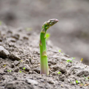 Mary Washington Asparagus Seeds – Heirloom Perennial Vegetable – Cold Hardy – High Yield – 30 Seeds - Image 3