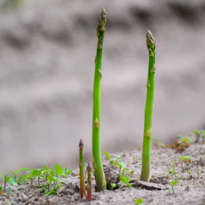 Mary Washington Asparagus Seeds – Heirloom Perennial Vegetable – Cold Hardy – High Yield – 30 Seeds - Image 4