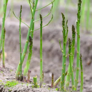 Mary Washington Asparagus Seeds – Heirloom Perennial Vegetable – Cold Hardy – High Yield – 30 Seeds - Image 5