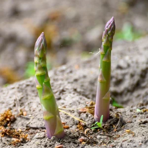 Mary Washington Asparagus Seeds – Heirloom Perennial Vegetable – Cold Hardy – High Yield – 30 Seeds - Image 6