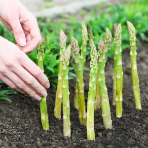 Mary Washington Asparagus Seeds – Heirloom Perennial Vegetable – Cold Hardy – High Yield – 30 Seeds - Image 7
