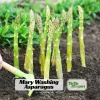 Mary Washington Asparagus Seeds – Heirloom Perennial Vegetable – Cold Hardy – High Yield – 30 Seeds - Image 1