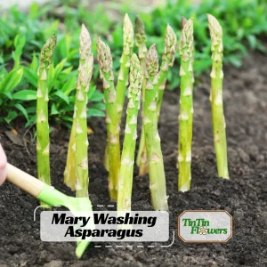 Mary Washington Asparagus Seeds – Heirloom Perennial Vegetable – Cold Hardy – High Yield – 30 Seeds - Image 1
