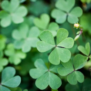 Mini Clover Lawn Seeds Coated - White Dutch Clover Ground Cover - 20 Seeds - Image 10
