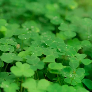 Mini Clover Lawn Seeds Coated - White Dutch Clover Ground Cover - 20 Seeds - Image 11