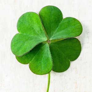 Mini Clover Lawn Seeds Coated - White Dutch Clover Ground Cover - 20 Seeds - Image 12