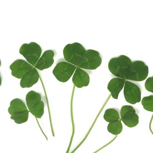 Mini Clover Lawn Seeds Coated - White Dutch Clover Ground Cover - 20 Seeds - Image 13
