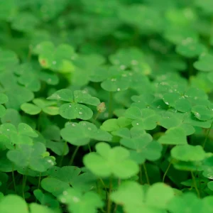 Mini Clover Lawn Seeds Coated - White Dutch Clover Ground Cover - 20 Seeds - Image 2