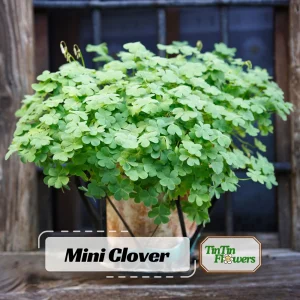 Mini Clover Lawn Seeds Coated - White Dutch Clover Ground Cover - 20 Seeds - Image 1