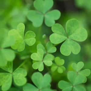 Mini Clover Lawn Seeds Coated - White Dutch Clover Ground Cover - 20 Seeds - Image 3