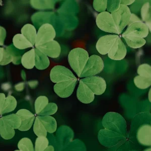 Mini Clover Lawn Seeds Coated - White Dutch Clover Ground Cover - 20 Seeds - Image 4