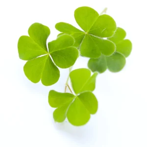 Mini Clover Lawn Seeds Coated - White Dutch Clover Ground Cover - 20 Seeds - Image 5