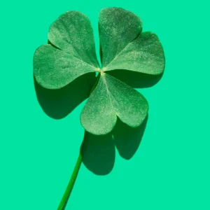 Mini Clover Lawn Seeds Coated - White Dutch Clover Ground Cover - 20 Seeds - Image 6
