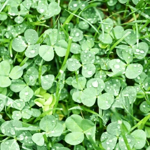 Mini Clover Lawn Seeds Coated - White Dutch Clover Ground Cover - 20 Seeds - Image 7