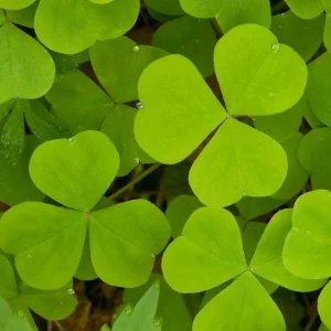 Mini Clover Lawn Seeds Coated - White Dutch Clover Ground Cover - 20 Seeds - Image 8
