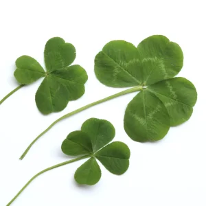 Mini Clover Lawn Seeds Coated - White Dutch Clover Ground Cover - 20 Seeds - Image 9