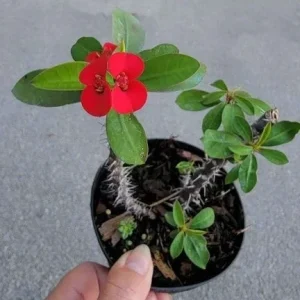 Miniature Red Crown of Thorns Live Plant - Euphorbia Milii 7-10
