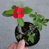 Miniature Red Crown of Thorns Live Plant - Euphorbia Milii 7-10" Tall Indoor/Outdoor - Image 1
