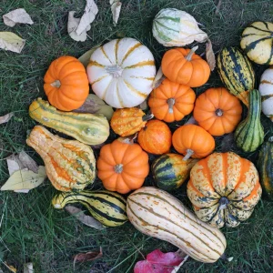 Mixed Gourd Seeds - 10 Count Heirloom Decorative Gourds for Fall Decor - Image 10