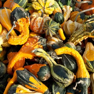 Mixed Gourd Seeds - 10 Count Heirloom Decorative Gourds for Fall Decor - Image 11