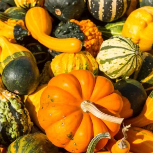 Mixed Gourd Seeds - 10 Count Heirloom Decorative Gourds for Fall Decor - Image 12